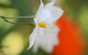 Preview wallpaper white flower, petals, blurring