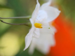 Preview wallpaper white flower, petals, blurring