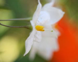 Preview wallpaper white flower, petals, blurring