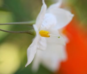 Preview wallpaper white flower, petals, blurring