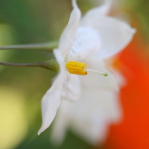 Preview wallpaper white flower, petals, blurring