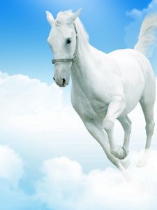 White horse old mobile, cell phone, smartphone wallpapers hd, desktop  backgrounds 240x320 downloads, images and pictures