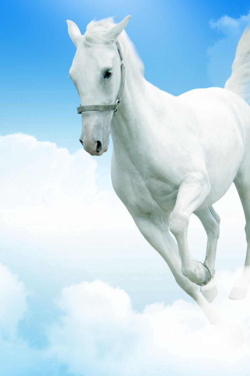 14,627 White Horse Stock Photos, High-Res Pictures, and Images - Getty  Images