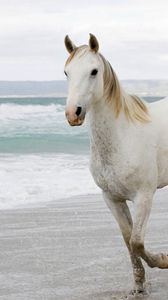 Preview wallpaper white horse, sand, sea, escape