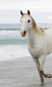 Preview wallpaper white horse, sand, sea, escape