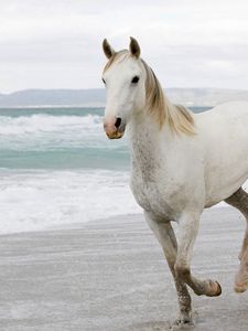 Preview wallpaper white horse, sand, sea, escape