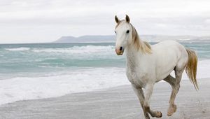 Preview wallpaper white horse, sand, sea, escape