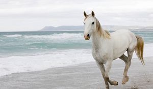 Preview wallpaper white horse, sand, sea, escape