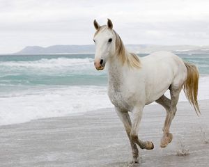 Preview wallpaper white horse, sand, sea, escape