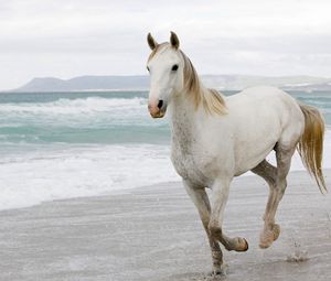 Preview wallpaper white horse, sand, sea, escape