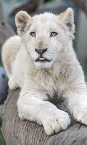 Preview wallpaper white lion, protruding tongue, paws, tree, predator