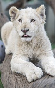 Preview wallpaper white lion, protruding tongue, paws, tree, predator