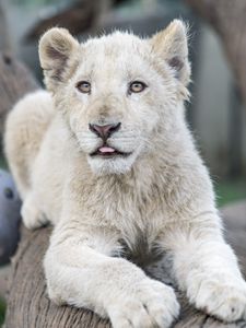 Preview wallpaper white lion, protruding tongue, paws, tree, predator