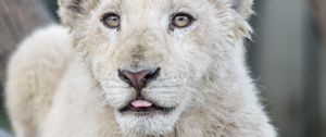 Preview wallpaper white lion, protruding tongue, paws, tree, predator