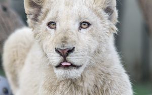 Preview wallpaper white lion, protruding tongue, paws, tree, predator