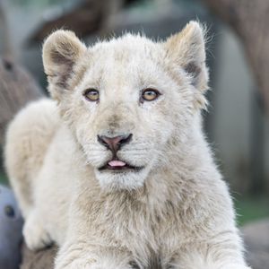 Preview wallpaper white lion, protruding tongue, paws, tree, predator