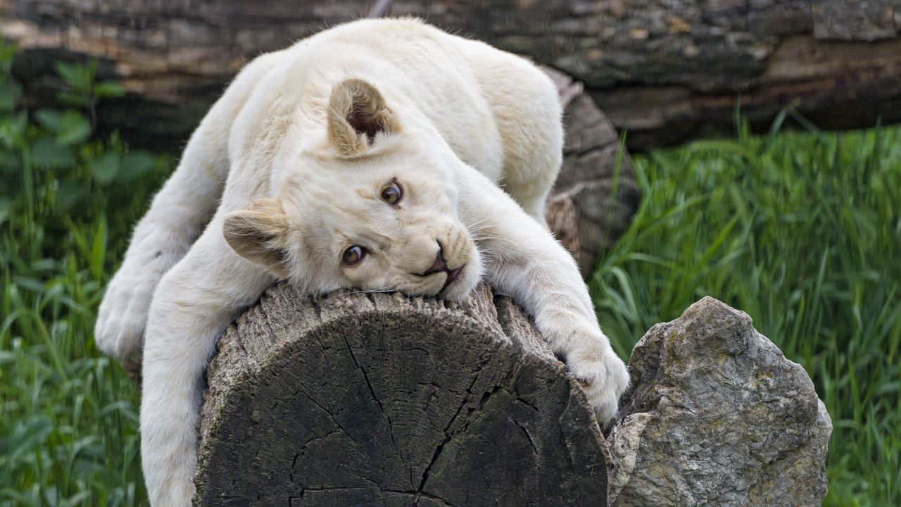 Wallpaper white lioness, tree, pose, big cat