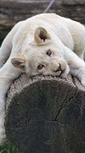 Preview wallpaper white lioness, tree, pose, big cat