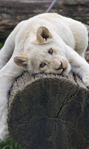 Preview wallpaper white lioness, tree, pose, big cat