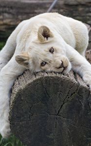 Preview wallpaper white lioness, tree, pose, big cat