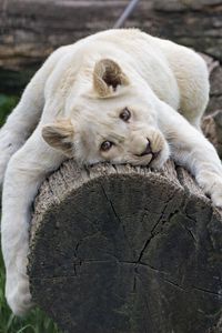 Preview wallpaper white lioness, tree, pose, big cat