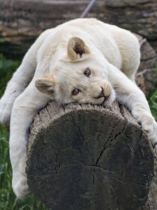 Preview wallpaper white lioness, tree, pose, big cat