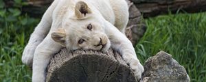 Preview wallpaper white lioness, tree, pose, big cat