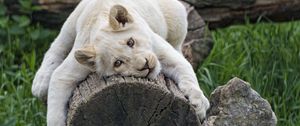 Preview wallpaper white lioness, tree, pose, big cat