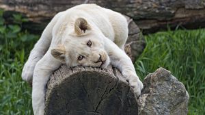Preview wallpaper white lioness, tree, pose, big cat