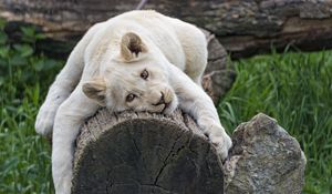 Preview wallpaper white lioness, tree, pose, big cat