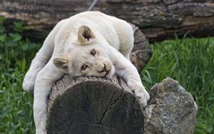 Preview wallpaper white lioness, tree, pose, big cat