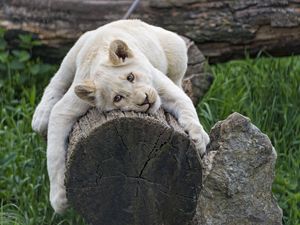 Preview wallpaper white lioness, tree, pose, big cat