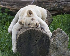 Preview wallpaper white lioness, tree, pose, big cat