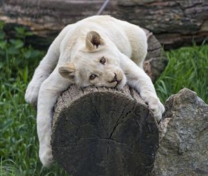 Preview wallpaper white lioness, tree, pose, big cat