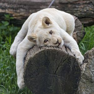 Preview wallpaper white lioness, tree, pose, big cat