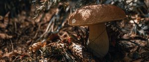 Preview wallpaper white mushroom, mushroom, cone, needles, macro, autumn