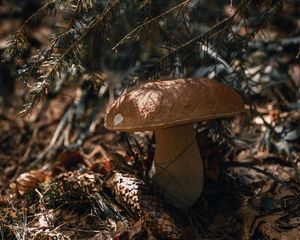 Preview wallpaper white mushroom, mushroom, cone, needles, macro, autumn