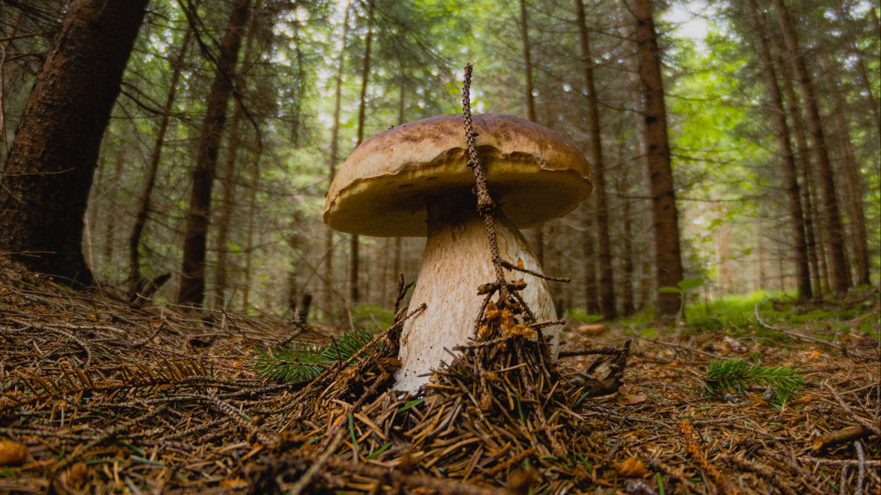 Wallpaper white mushroom, mushroom, forest, branch