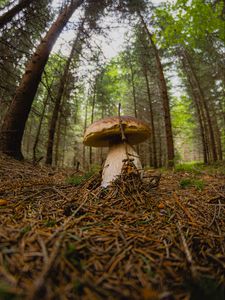 Preview wallpaper white mushroom, mushroom, forest, branch