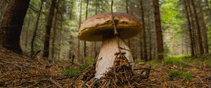 Preview wallpaper white mushroom, mushroom, forest, branch