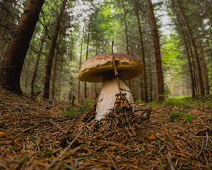 Preview wallpaper white mushroom, mushroom, forest, branch