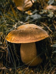 Preview wallpaper white mushroom, mushroom, grass, macro