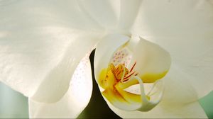 Preview wallpaper white orchid, flower, petals
