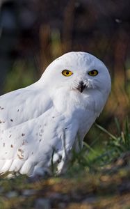 Preview wallpaper white owl, owl, bird, feathers