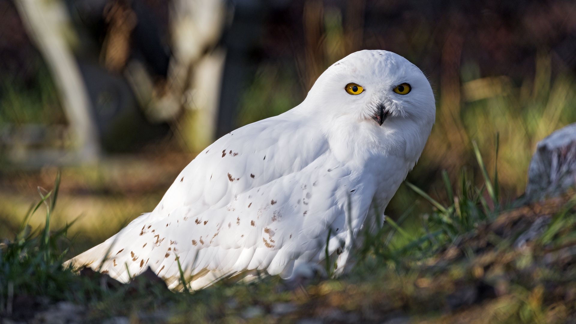 Download wallpaper 1920x1080 white owl, owl, bird, feathers full hd ...
