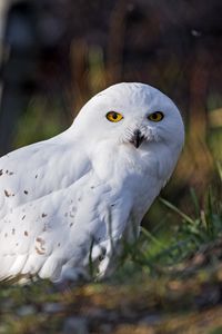 Preview wallpaper white owl, owl, bird, feathers