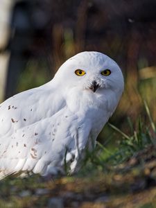 Preview wallpaper white owl, owl, bird, feathers