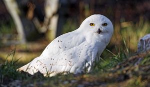 Preview wallpaper white owl, owl, bird, feathers