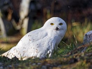 Preview wallpaper white owl, owl, bird, feathers