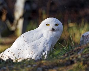 Preview wallpaper white owl, owl, bird, feathers